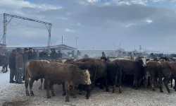 Ağrı Hayvan Borsası’nda soğuk hava etkili oldu!