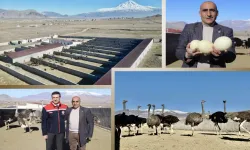 Ağrı’daki deve kuşları, hayvancılık sektörüne yeni bir soluk getirdi!