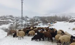 Ağrı’daki çiftçiler soğuk tanımıyor!