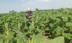 Ağrı Tarım ve Orman İl Müdürlüğü’nden tarlalarda sıkı denetim!