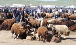 Ağrı Hayvan Pazarı açılıyor!