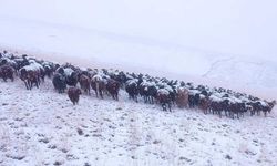 Ağrı’da mevsimin ilk karı yağdı!