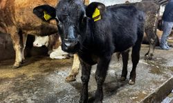 Ağrı’da hayvancılık alanında ilk yaşandı!