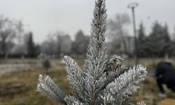 Ağrı’da bitkiler kırağı tuttu!