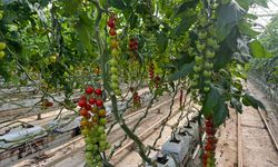 Ağrı’da kışın domates yetişiyor!