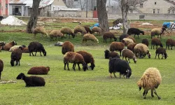 Ağrı’daki küçükbaş hayvanlar sokaklara çıktı!