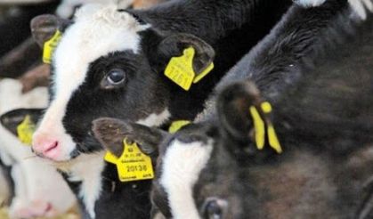 Hayvanlara sahte küpe takan 77 zanlı yakalandı
