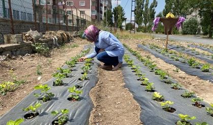 Ağrı'da çilek bahçelerinde kontroller teknik personel tarafından sürdürülüyor