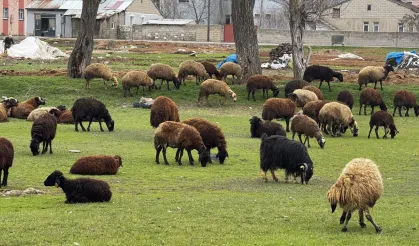Ağrı’daki küçükbaş hayvanlar sokaklara çıktı!