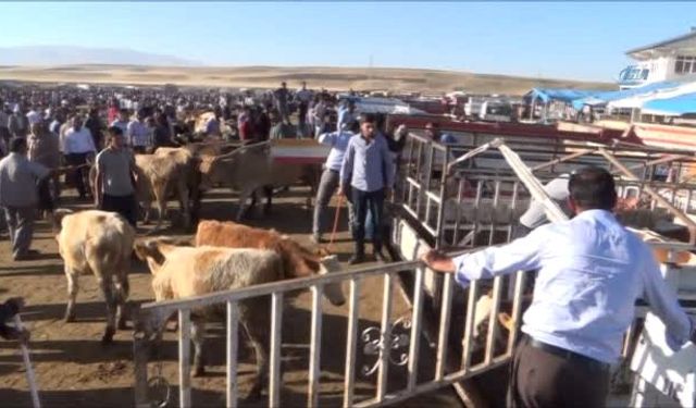 Ağrı'da kurban pazarında hareketlilik arttı