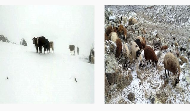 Ağrı ve Çevre İllerde Soğuk Hava Besicilere Zor Anlar Yaşatıyor