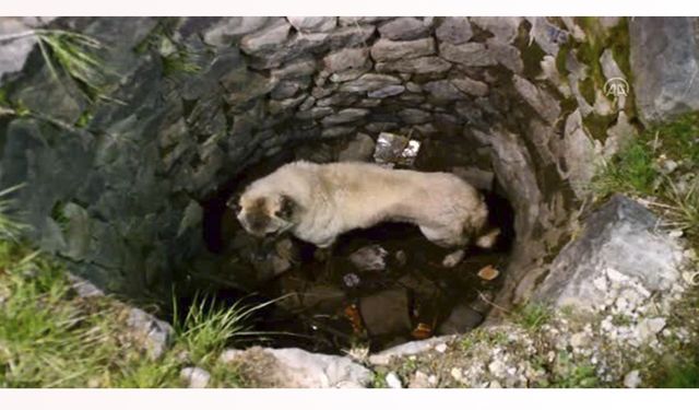 Ağrı'da Kuyuya Düşen Köpeği İtfaiye İki Kez Kurtardı