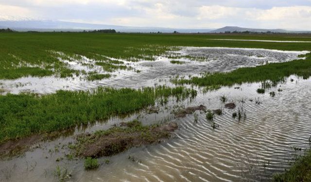 Ağrı'da dolu ve sağanak tarım arazilerine zarar verdi