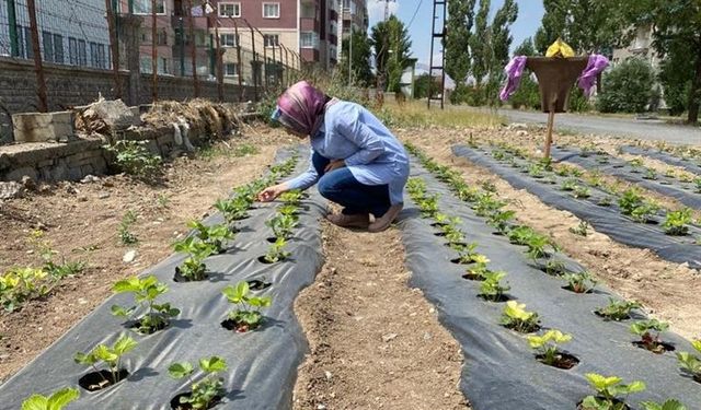 Ağrı'da çilek bahçelerinde kontroller teknik personel tarafından sürdürülüyor