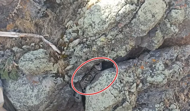 Patnos’ta İlk Kez Yaban Kedisi Görüntülendi!