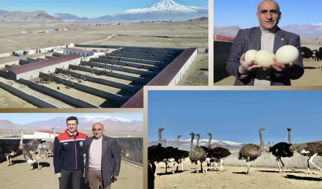 Ağrı’daki deve kuşları, hayvancılık sektörüne yeni bir soluk getirdi!