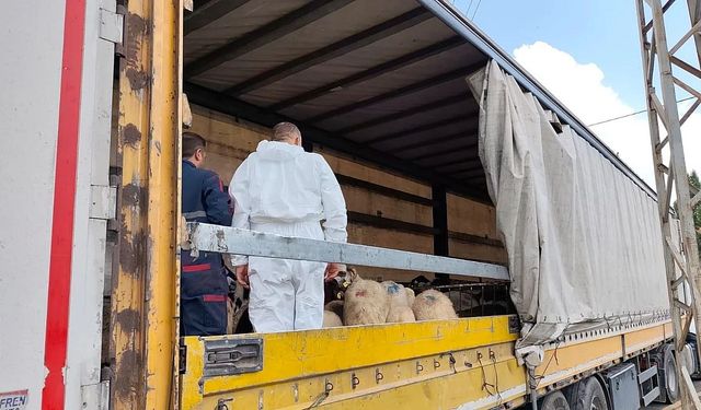 Ağrı’da küpesiz ve kayıt dışı 158 küçükbaş hayvan tespit edildi!