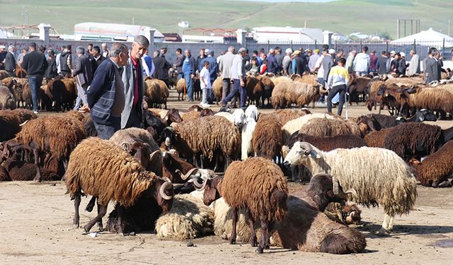 Ağrı Hayvan Pazarı açılıyor!