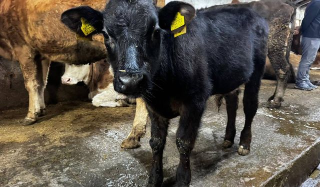 Ağrı’da hayvancılık alanında ilk yaşandı!