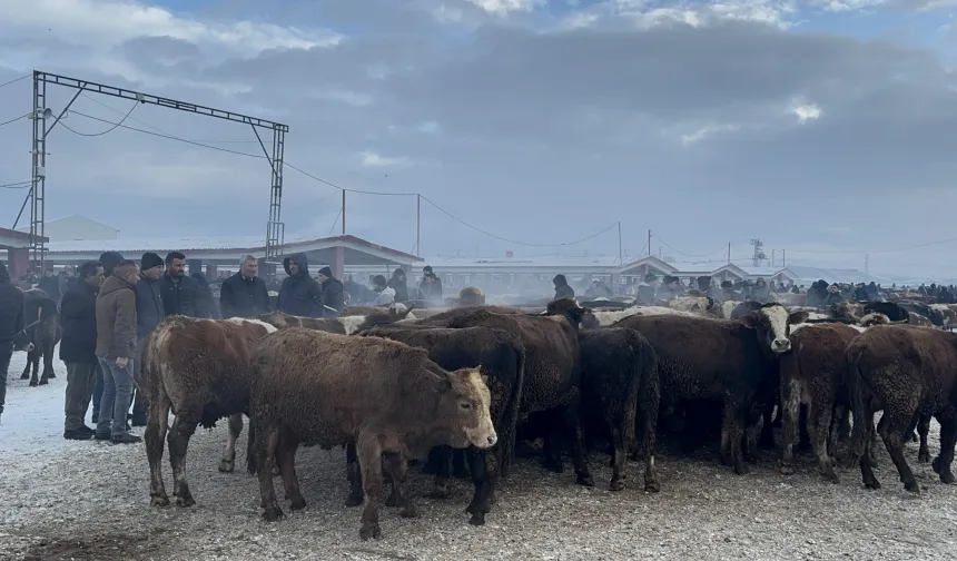 Ağrı Hayvan Borsası’nda soğuk hava etkili oldu!