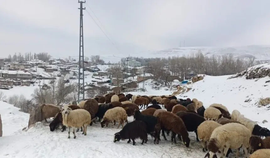 Ağrı’daki çiftçiler soğuk tanımıyor!