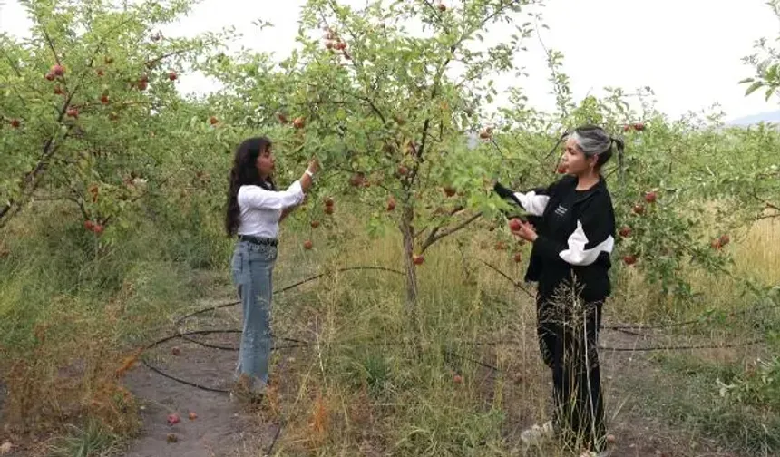 Ağrı Dağı’nın eteğinde meyve bahçesi!