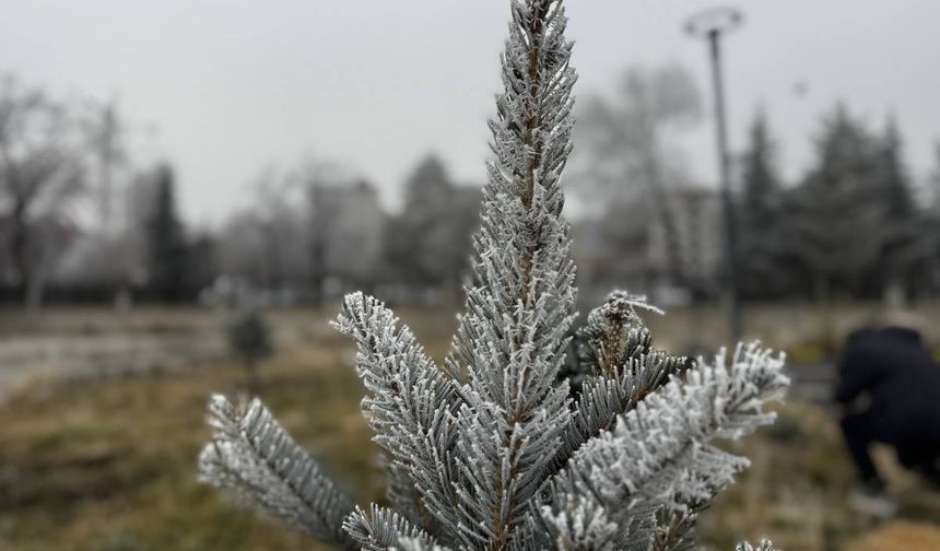 Ağrı’da bitkiler kırağı tuttu!