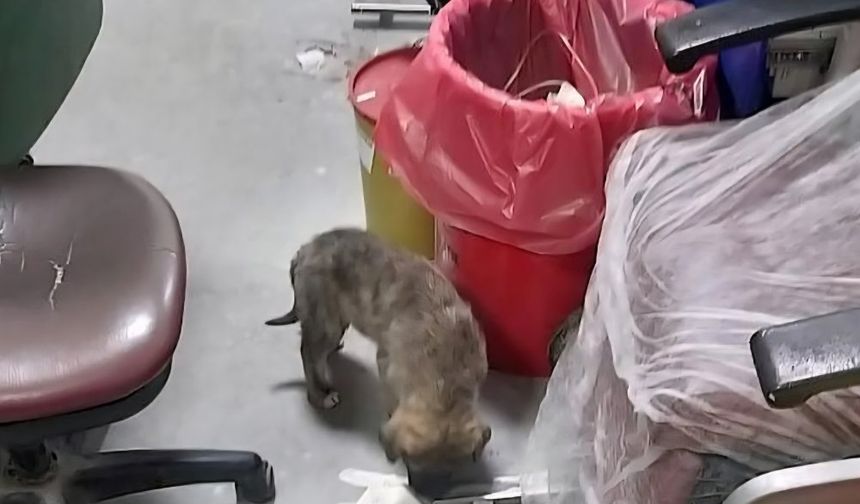 Patnos Devlet Hastanesi’nde hijyen ve güvelik yeterli mi?