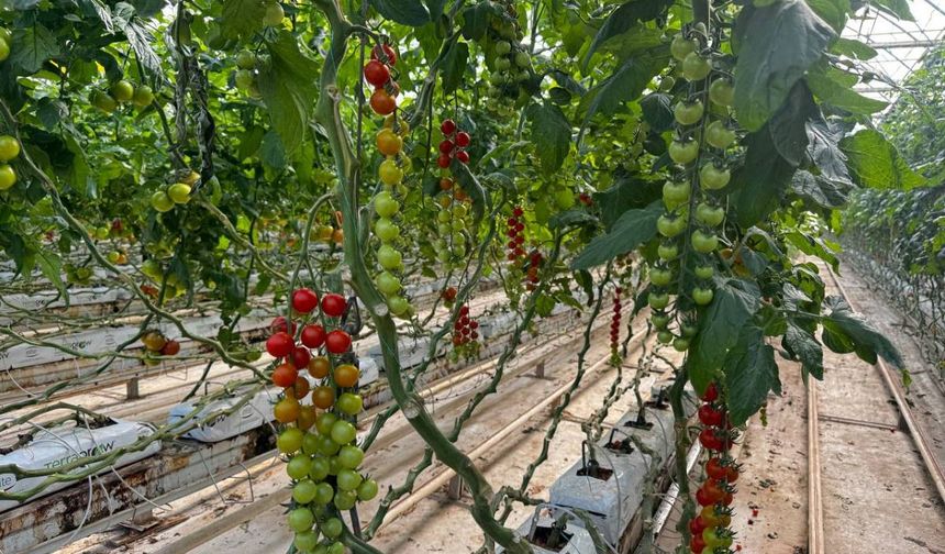 Ağrı’da kışın domates yetişiyor!